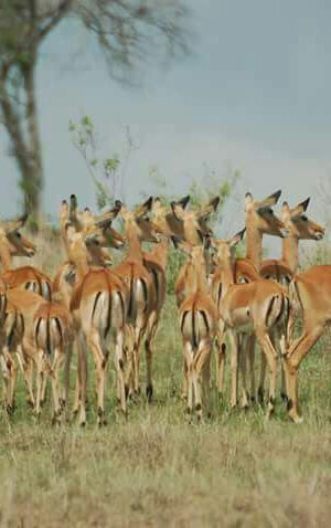 WhatsApp Image 2026-02-12 at 4.29.18 PM WhatsApp Image 2026-02-12 at 4.29.18 PM