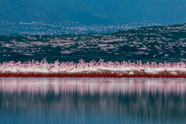bogoria