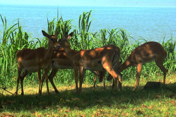 impala-park