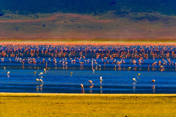 Flamingos on Lake Magadi, Ngorongoro Crater, Ngorongoro Conservation Area, Tanzania
