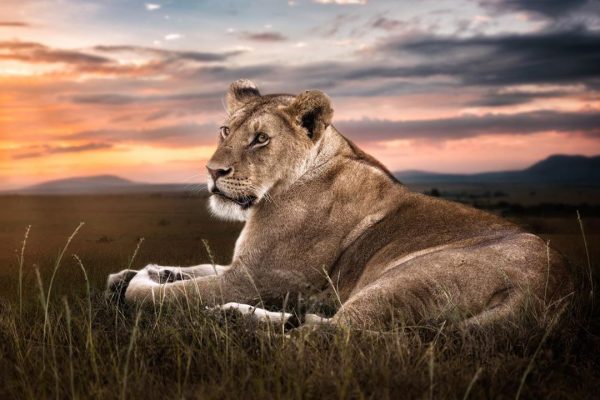 masai-mara