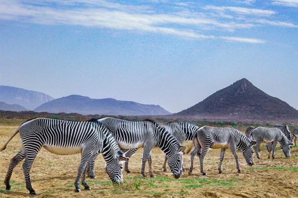 samburu