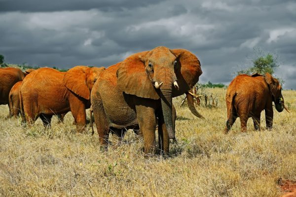tsavo-east