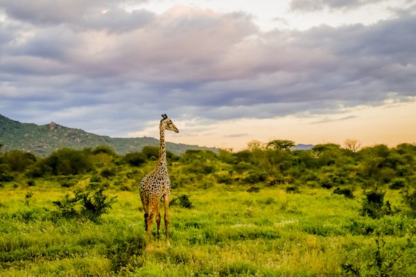tsavo-west
