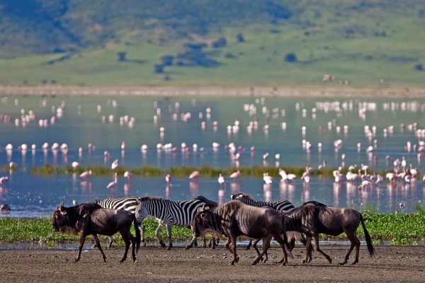l.manyara