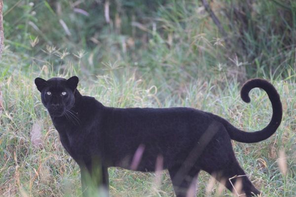 laikipia