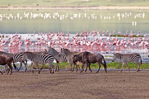 manyara2