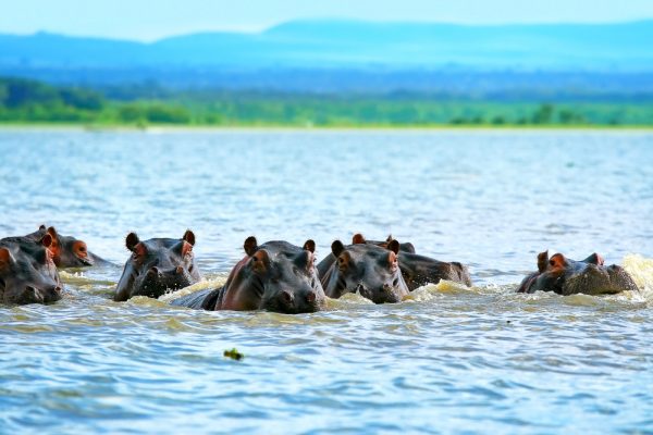 naivasha