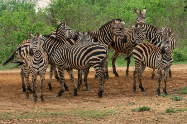 priska-klossner-WnKMmxW1G44-unsplash