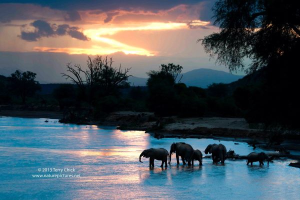 samburu