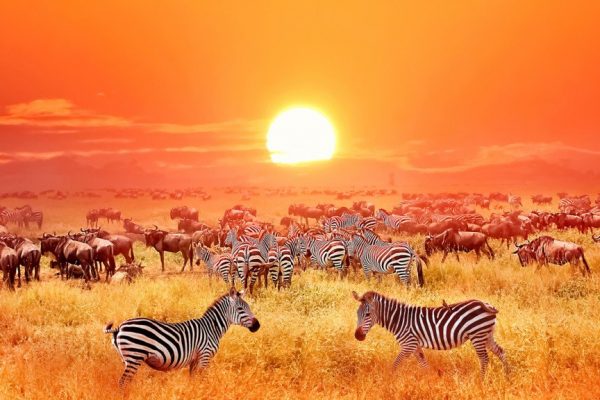 serengeti