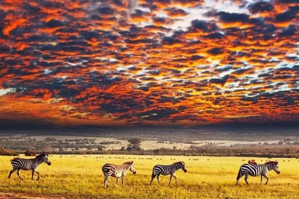 serengeti02