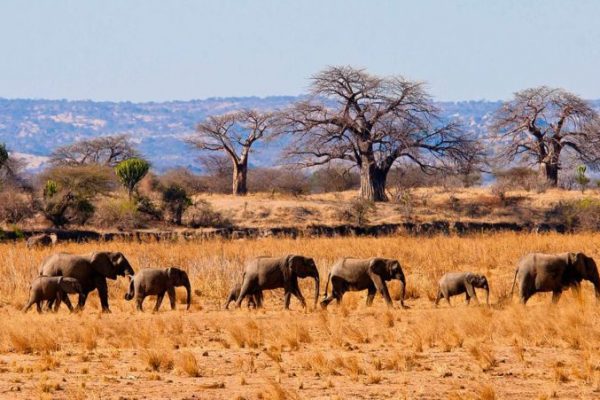tarangire