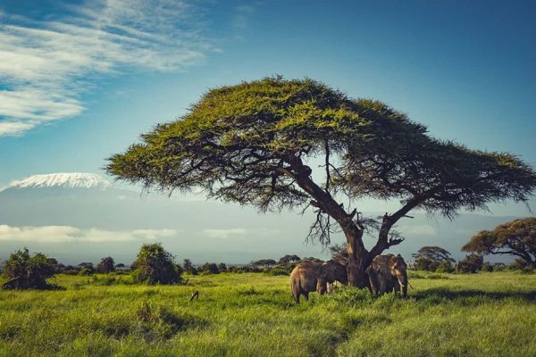 amboseLI